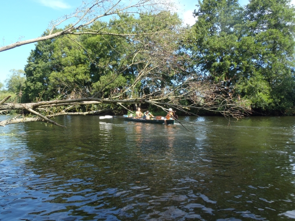 Baum auf der Spree 2015