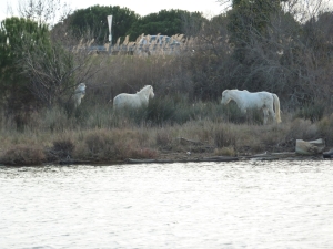 Camargue Pferde 2014 Camargue Pferde 2014