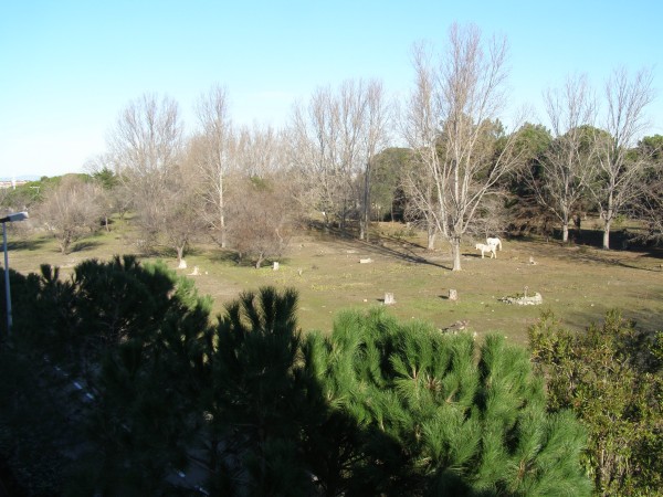 Camargue Pferde direkt vor dem Hotel C10