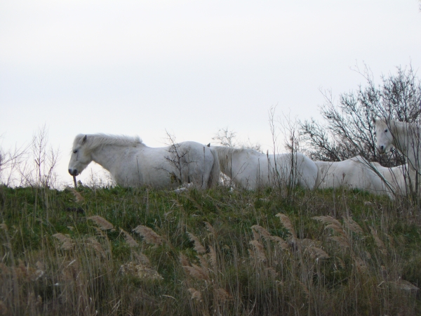 Camarguepferde 2012