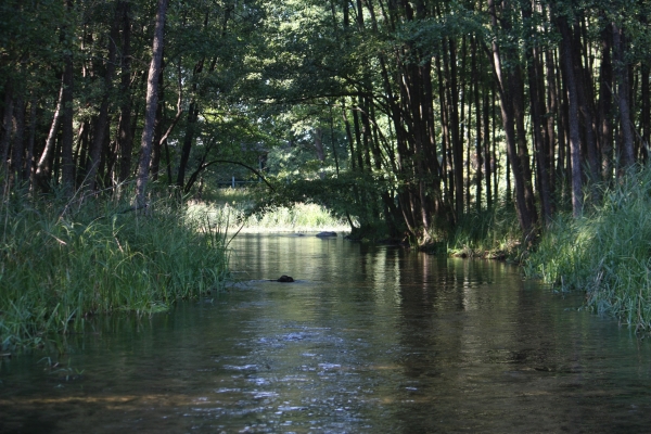 Czarna Hancza mitten im Wald 2015