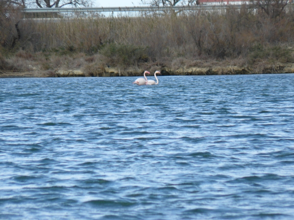 Flamingos  Camargue 2012