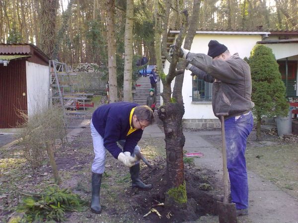 Kirschbaum faellen Februar 2011