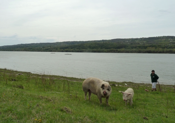 LingLing jagt das Abendessen Donau 2012