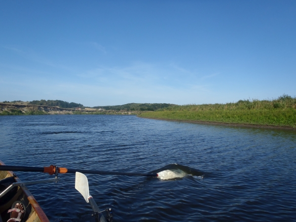 Narew fast ohne wasser polen 2015