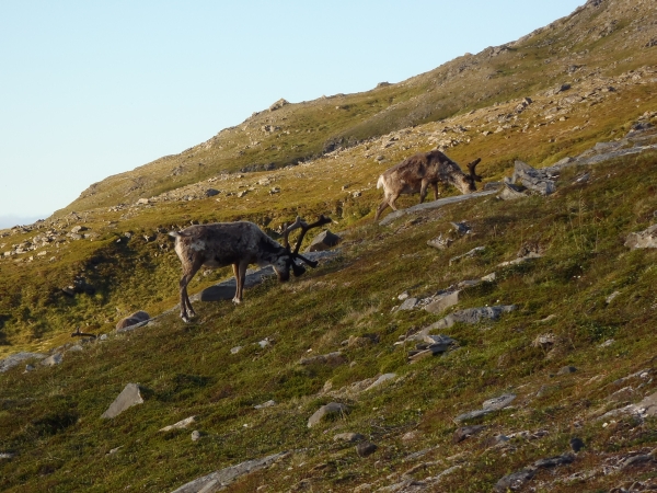 Rentiere am Nordkap 2012