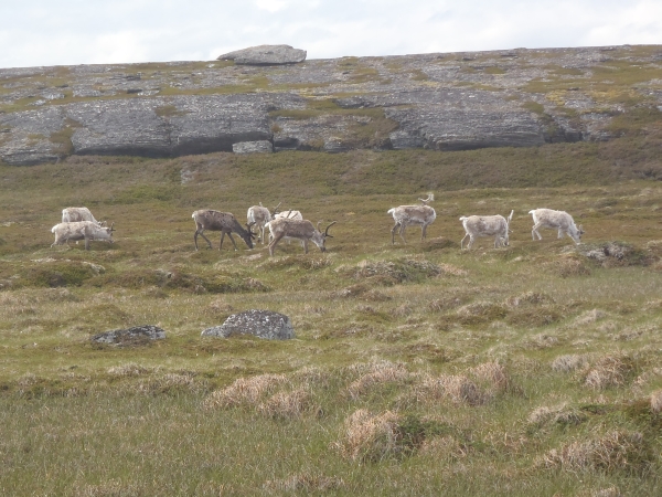 Rentiere auf Repvag  Porsangenfjord 2012