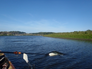 Ruderboot auf der Narew vor Lomza 2015