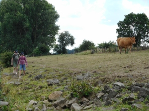 Ruderer mit Kuh Weser 2018 Ruderer mit Kuh Weser 2018