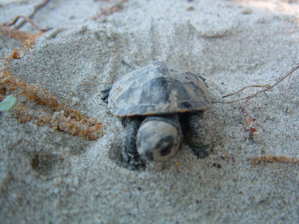 Schildkroete DWM07