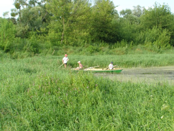 Schilf im Altarm bei Nowogrod P09