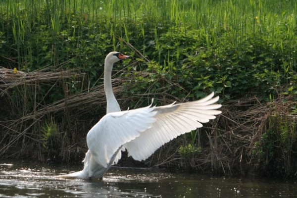 Schwan im Angriff Fulda 09