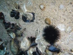 Seeigel und Muscheln Kroatien 2013