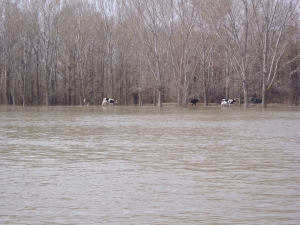 Seekuehe Donaufahrt 2018