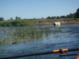 Seekuh kanal augustow 2015 Seekuh kanal augustow 2015