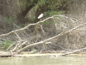 Silberreiher Donau 2014