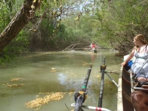 Unterholz auf dem Kanal crasnicol 2014