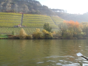 Weinberge am Main 2015