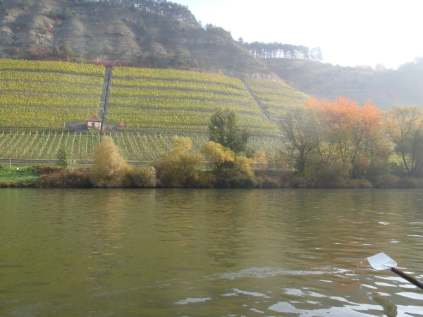 Weinberge am Main MDK 2015