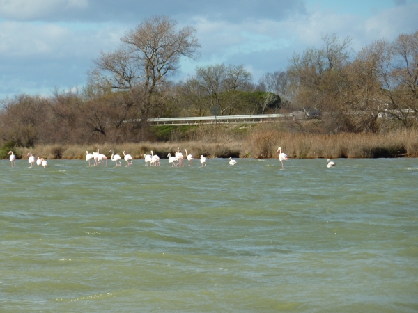 flamingos am etang 2014