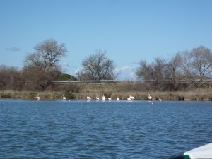 flamingos grande motte 2014 blog