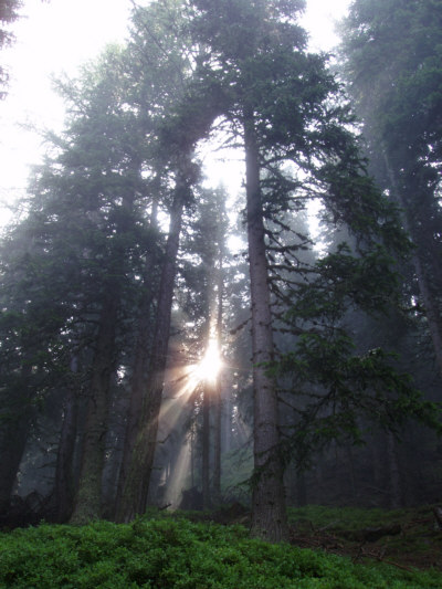 nebel im wald kochofen