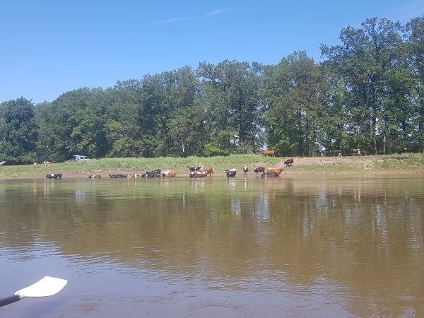 mal wieder Kuehe im Wasser Oder 2019