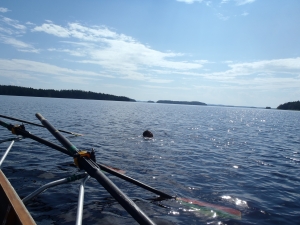 saimaa robbe jonathan 2014 saimaa robbe jonathan 2014