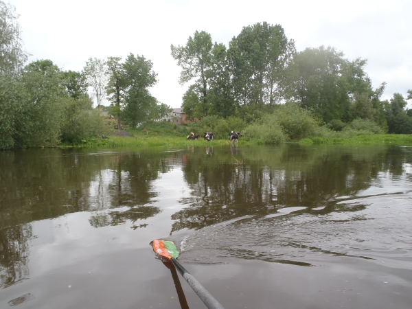 warthe bei hochwasser 2014