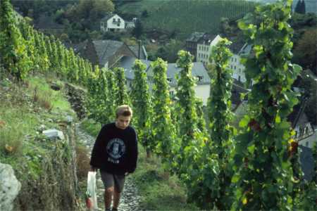 weinberge stevie mosel